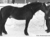 stallion Nilen (NO) (Scandinavian draft horse trotting, 1957, from Vinvar (NO))