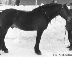 stallion Nilen (NO) (Scandinavian draft horse trotting, 1957, from Vinvar (NO))