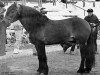 stallion Alm Rigel (NO) (Scandinavian draft horse trotting, 1975, from Nilen (NO))