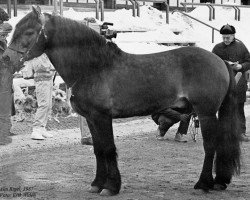 stallion Alm Rigel (NO) (Scandinavian draft horse trotting, 1975, from Nilen (NO))