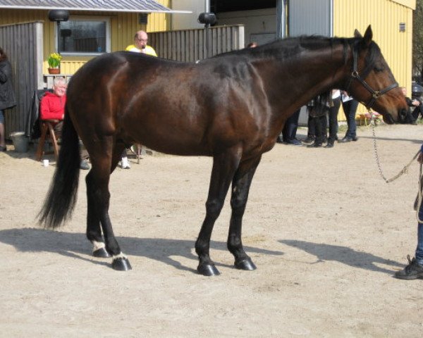 stallion Skogans Orlov (SE) (Swedish Trotting, 1996, from Diamond Way (DE))