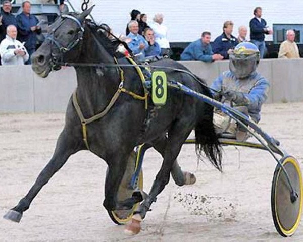 Pferd Venividivici Joe (NL) (Traber, 2003, von Paul Trot (SE))