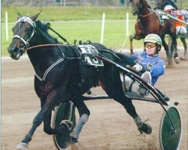 horse Starfighter LM (NL) (Traber, 2000, from Paul Trot (SE))