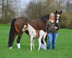 broodmare Gladdis 8 (German Riding Pony, 2002, from Lady's Wise Guy)