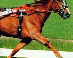 horse Hinde Buitenzorg (NL) (Traber, 1990, from Wing and a Prayer (US))