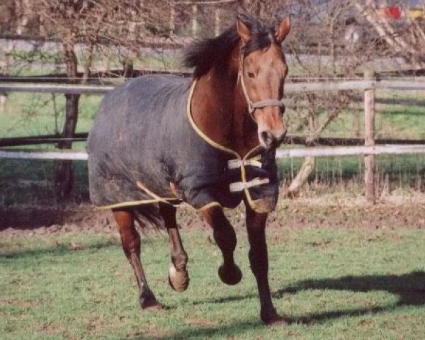 stallion Rapid Royalty (US) (American Trotter, 1984, from Speedy Crown 9498H (US))