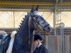 dressage horse Damon's Pride (Trakehner, 2010, from Tycoon)