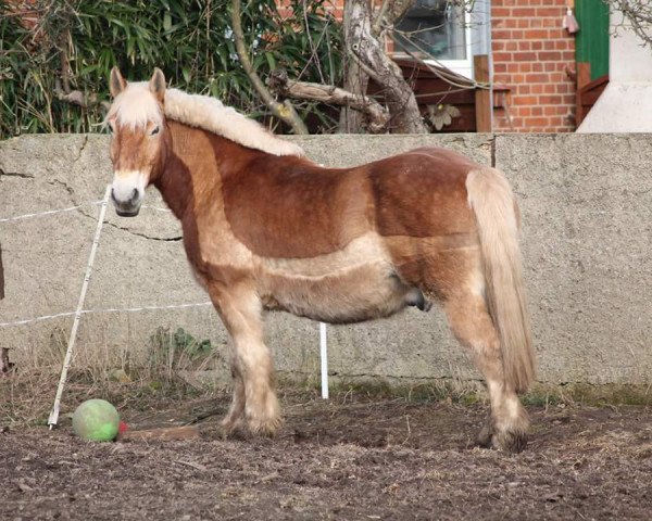 horse Horst (Westphalian Draughthorse, 2003, from Harbeck)