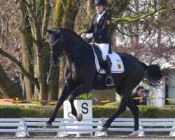 dressage horse Dolunay 2 (Hannoveraner, 2004, from Don Frederico)