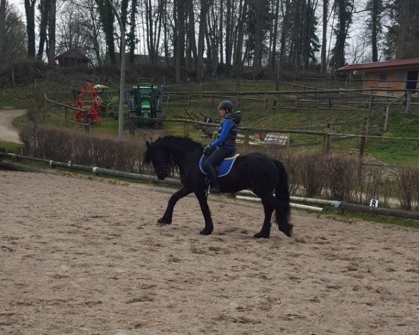 horse Ingo (Friese,  )