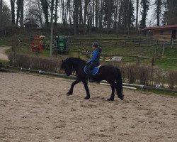 horse Ingo (Friese,  )