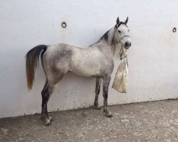 horse Melcheor (Arabian, 2013)