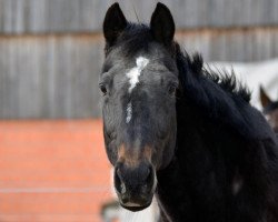 horse Ausgleich xx (Thoroughbred, 1989, from Freefoot xx)