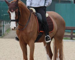 Pferd Jamajka G (Slowenisches Warmblut, 2006, von Rotspon)