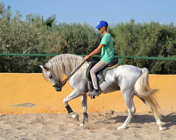 horse Maluso CH (Pura Raza Espanola (PRE), 2008, from Inquieto VI)