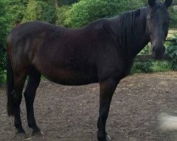 broodmare Tuscala (Hanoverian, 1992, from Traunstein)