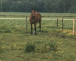 broodmare Tanja (Westphalian, 1980, from Taipan xx)