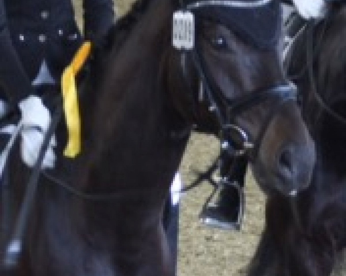 dressage horse Siro 3 (Hanoverian, 2010, from Sandro Hit)
