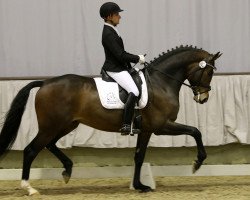 stallion Gentlemans Whisper (KWPN (Royal Dutch Sporthorse), 2011, from Uphill)