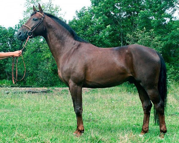 Deckhengst Eolas (Russisch Trakehner, 1998, von Ornamentas)