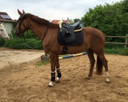 dressage horse Sanaz (unknown,  )