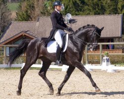 dressage horse Denver W (KWPN (Royal Dutch Sporthorse), 2008, from Westpoint)