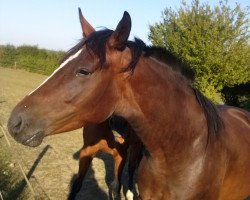 broodmare Cathleen (Hanoverian, 2002, from Don Pascal)