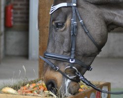 dressage horse Why so shy 2 (Hanoverian, 2004, from Weltruhm)