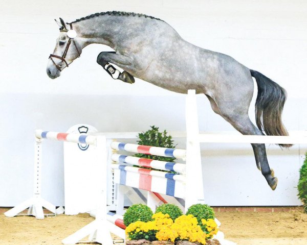 stallion Dms Enkidu (Selle Français, 2011, from Ensor van de Heffinck)