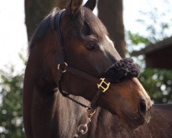 broodmare Fleurie F (Westphalian, 2002, from Freudentänzer)