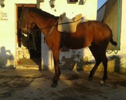 jumper Veloz (Lusitano, 2013)