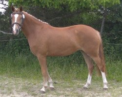 Dressurpferd Bring mir Glück (Deutsches Reitpony, 2012, von FS Cracker Jack)