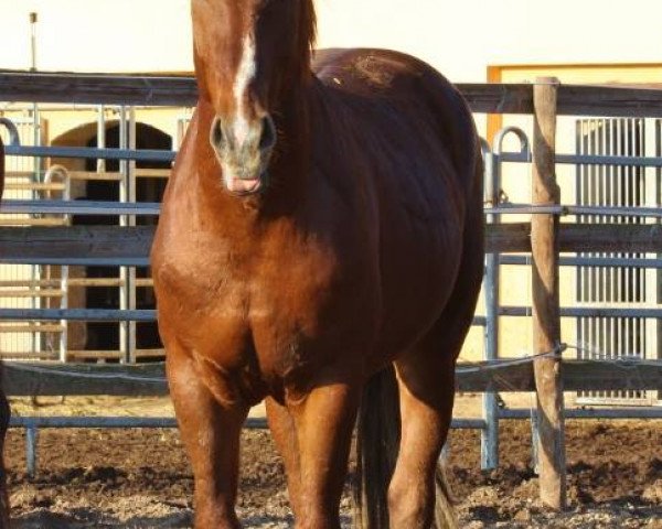 dressage horse Ron Rubins Bub (Oldenburg, 2012, from Ron Rubin)