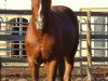 dressage horse Ron Rubins Bub (Oldenburg, 2012, from Ron Rubin)