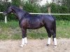 dressage horse Soleil de Amour (Westphalian, 2011, from Sir Donnerhall I)