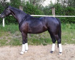 dressage horse Soleil de Amour (Westphalian, 2011, from Sir Donnerhall I)