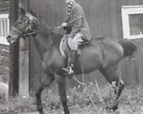 stallion Lyrhanga xx (Thoroughbred, 1948, from Darbhanga xx)