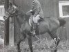 stallion Lyrhanga xx (Thoroughbred, 1948, from Darbhanga xx)