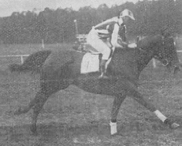 broodmare Lady Beth xx (Thoroughbred, 1921, from Alvarez xx)