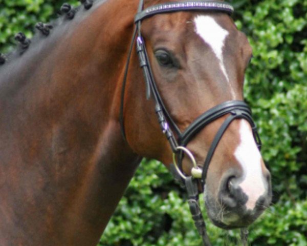 dressage horse Blocksberg (Hanoverian, 2008, from Belissimo NRW)