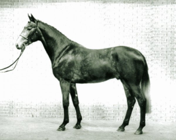 stallion Campesino (Holsteiner, 1990, from Capitol I)