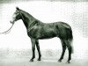 stallion Campesino (Holsteiner, 1990, from Capitol I)