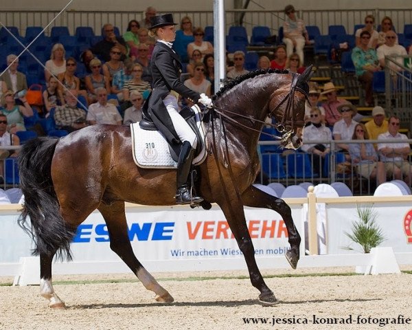 dressage horse Rubin Action OLD (Oldenburg, 2003, from Rohdiamant)