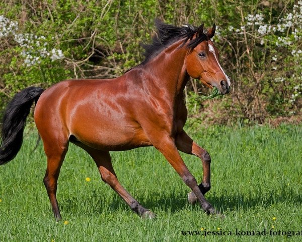 Dressurpferd Kasiopaya (Deutsches Reitpony, 2006, von Cassedy)