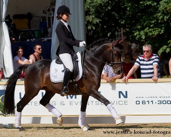 stallion DSP de Long (German Riding Pony, 2006, from HB Daylight)
