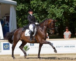 dressage horse Don Malecon (Hanoverian, 2004, from Don Frederico)