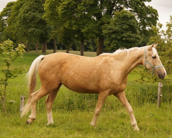 Zuchtstute Moelleaaens Golden Bambi (Palomino, 2008, von Golden Benjamin)