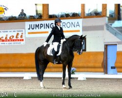 Pferd Schnee Dei Castallani (Italienisches Warmblut, 2006, von Sir Bedo)