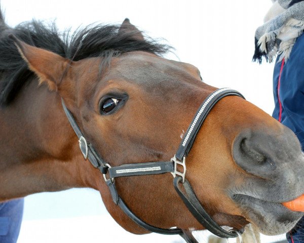 jumper Callas (Hanoverian, 2005, from Carry Gold)