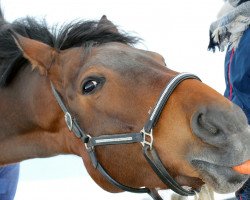 Springpferd Callas (Hannoveraner, 2005, von Carry Gold)